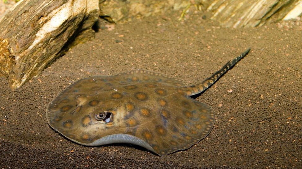 Round Stingray in Aquarium