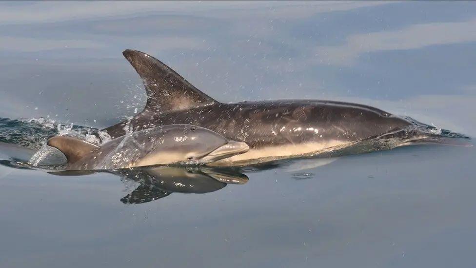 A. close-up of two dolphins, one is an adult, the other a baby as their heads pop out of the calm water.