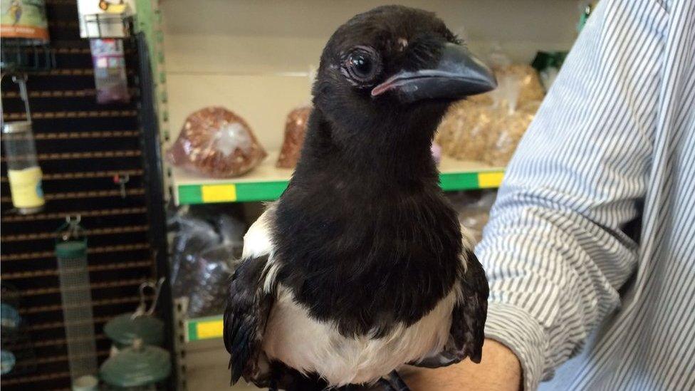 Pica the magpie