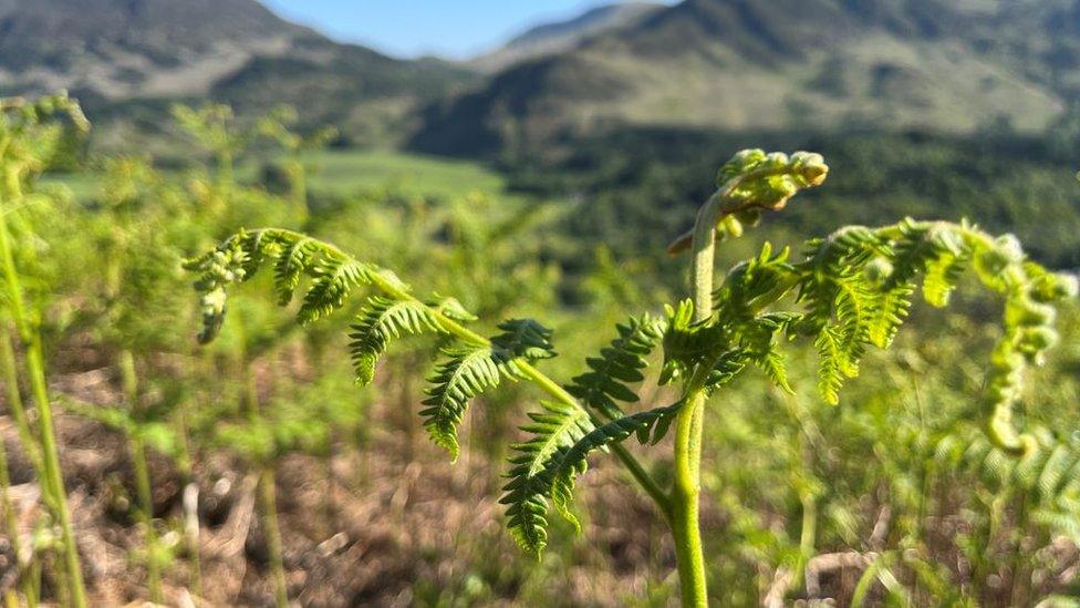 bracken