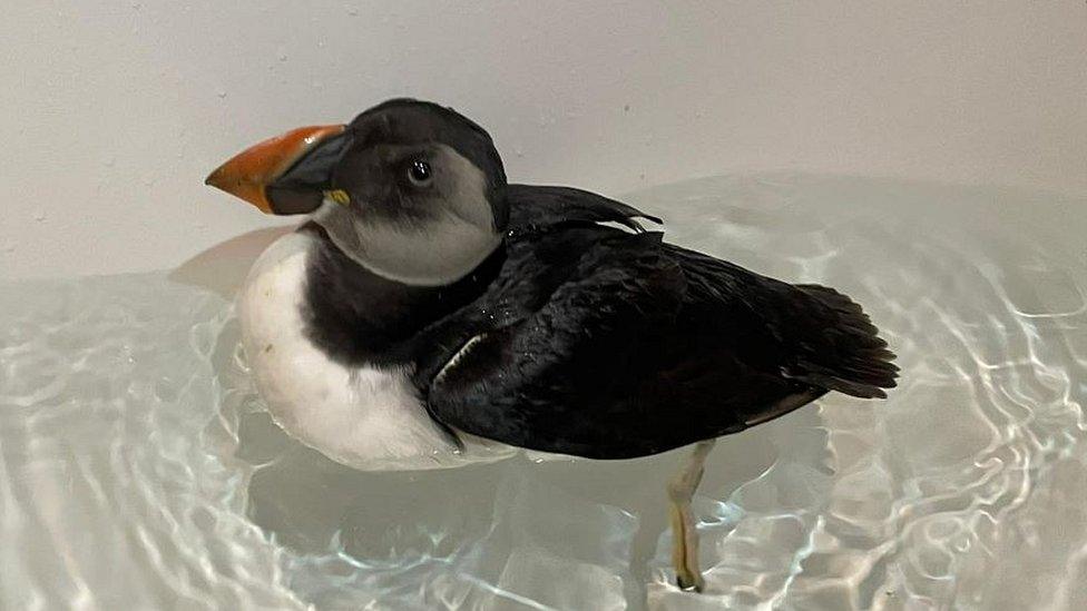 Puffin in a bath