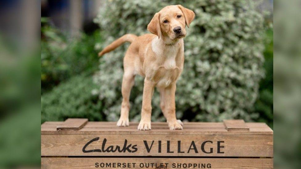 A young Labrador dog stood on wooden crate that says 'Clarks Village, Somerset Outlet Shopping'. The dog is leaning its head to one side slightly, looking directly into the camera. Behind it is out of focus green bushes.  
