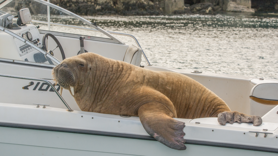 Wally the walrus on a boat