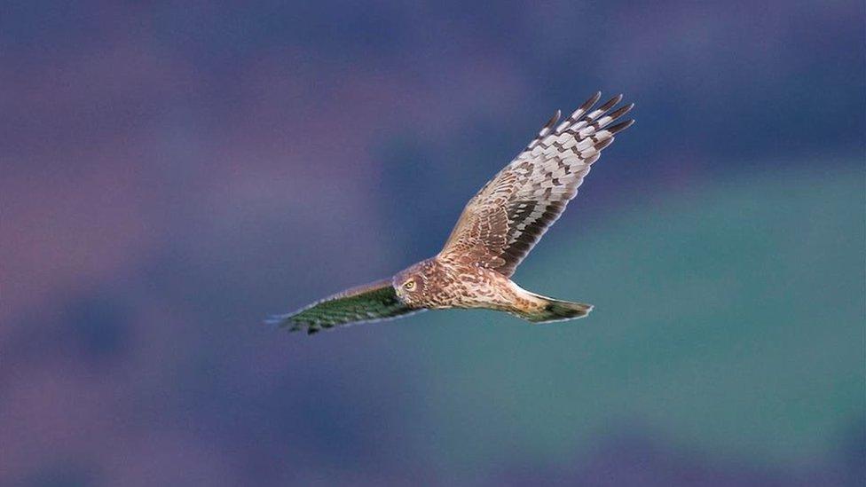 Hen harrier