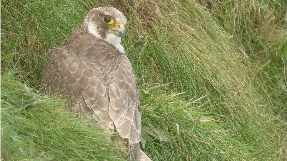 Peregrine falcon