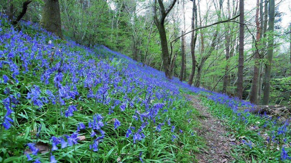 Bluebells Presteigne, Powys.