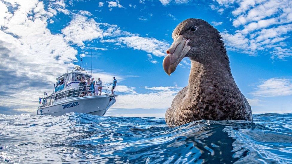 northern-giant-petrel.