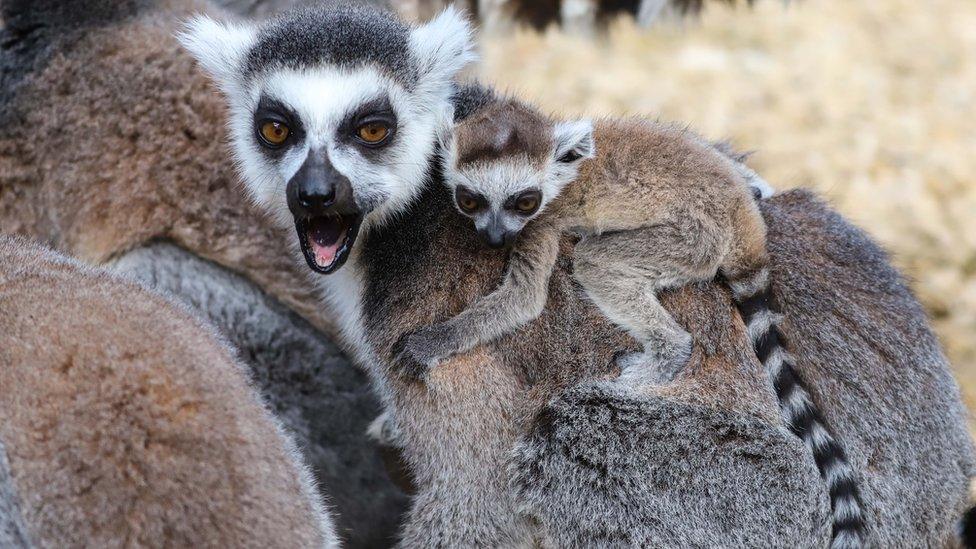 Lemur with baby