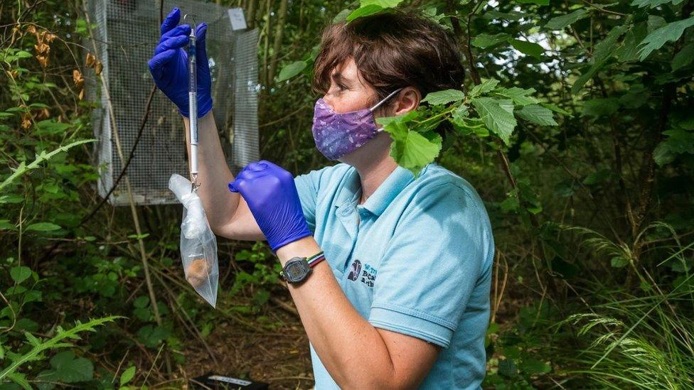 Woman weighing dormouse in a plastic bag