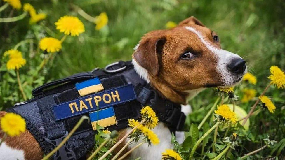 Patron the dog in a field of flowers