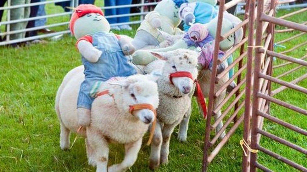 Sheep racing in Woodditton