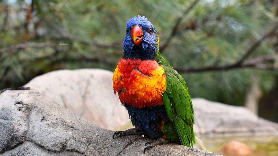 rainbow-lorikeet