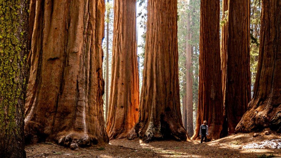 Giant redwoods in California