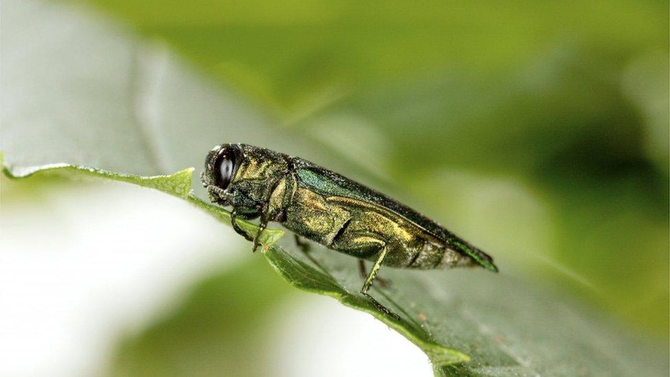 Emerald ash borer (Image: Science Photo Library)