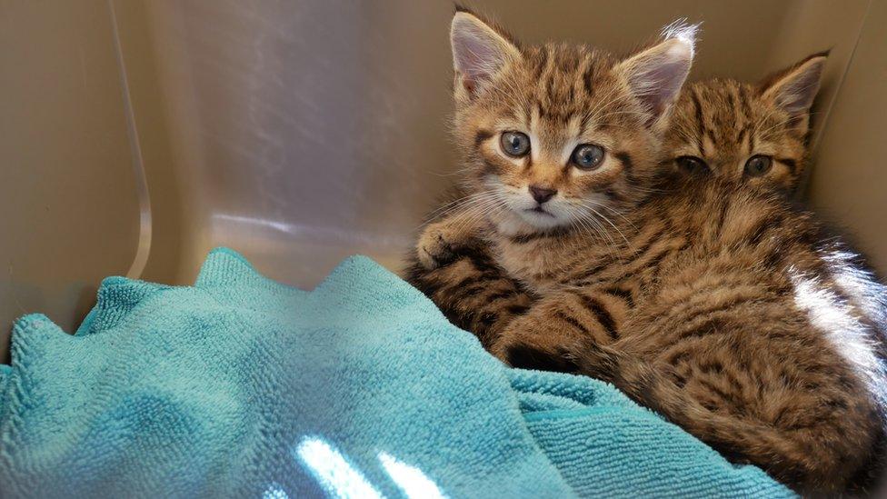 The two Scottish wildcats sitting in a basket