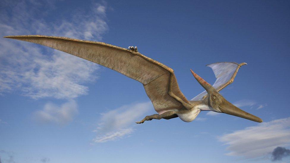 Winged dinosaur