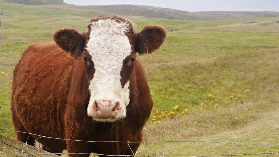 Cattle on Barra