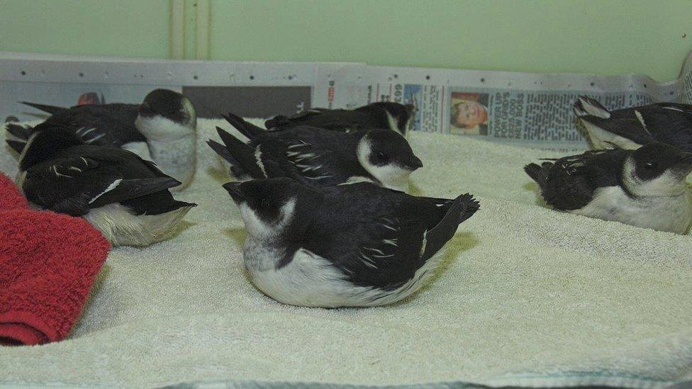 Auks