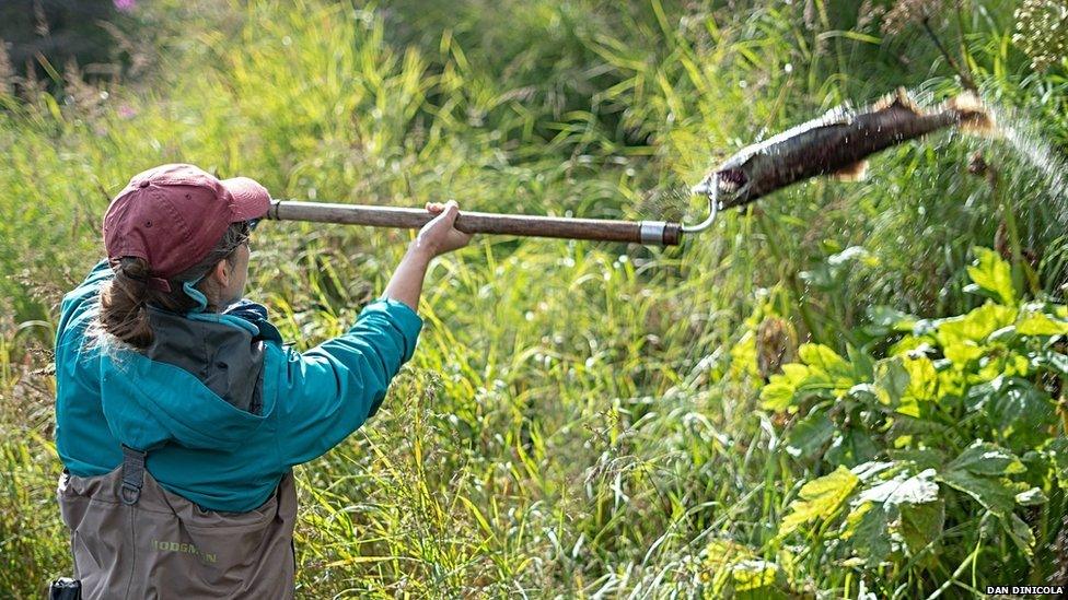 Salmon tossing (Image: Dan Dinicola)