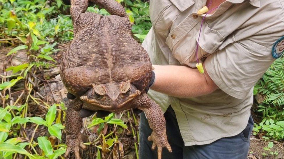 A ranger holding up the cane toad