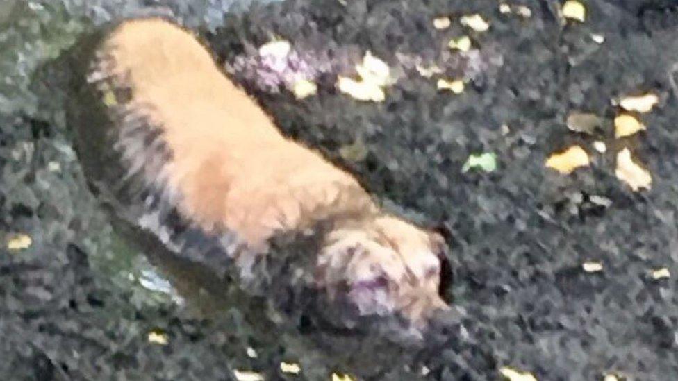 Dog stuck in mud