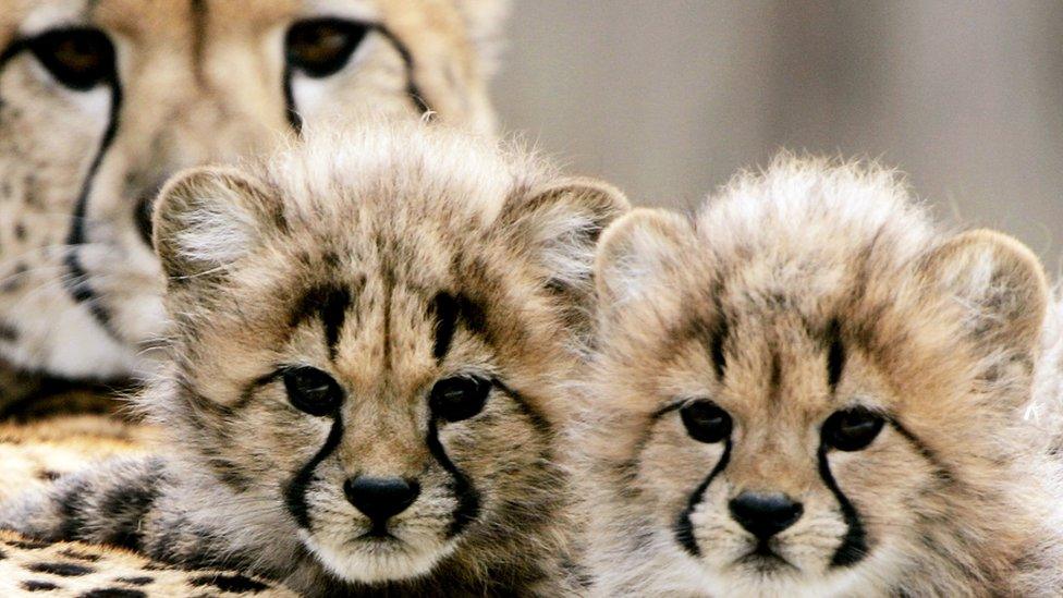 Cheetah cubs with their mum