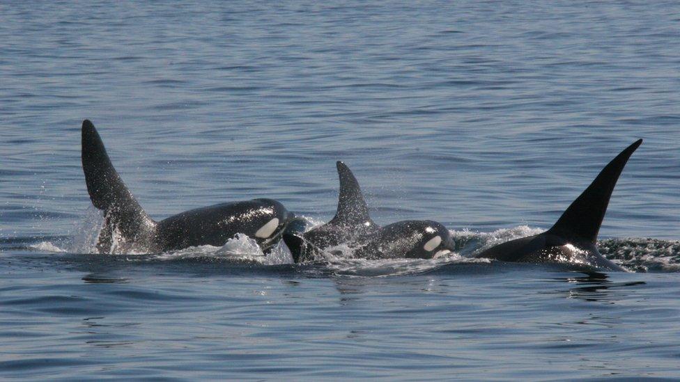 UK killer whales