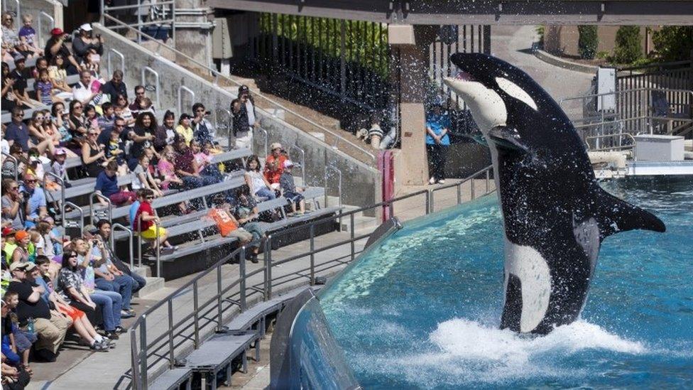 Visitors are greeted by an Orca killer whale as they attend a show featuring the whales at SeaWorld in San Diego, California (19 March 2014)