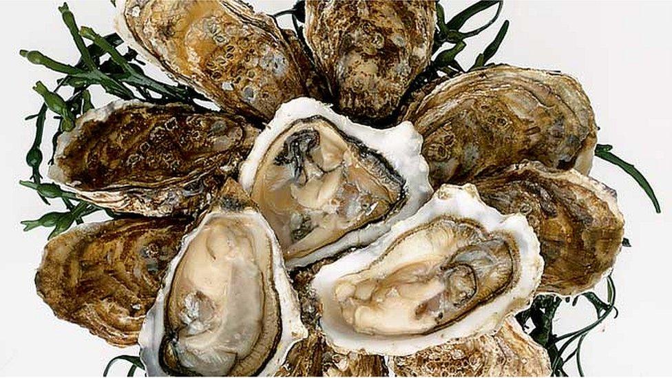 Oysters