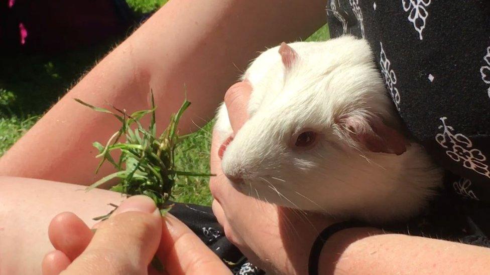 Emmeline the guinea pig