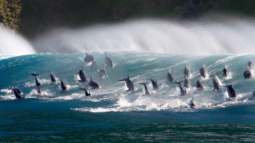 Surfing bottlenose dolphins, South Africa