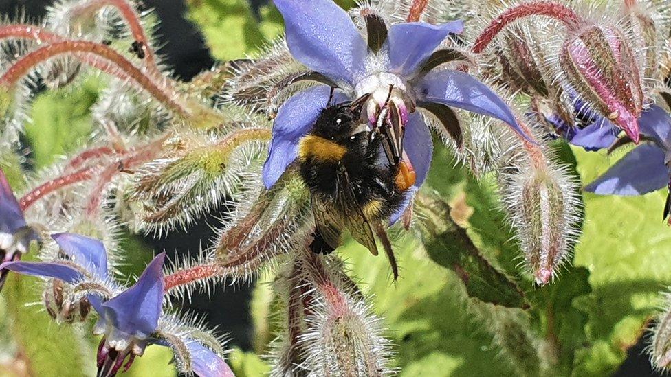 Bee collecting pollen