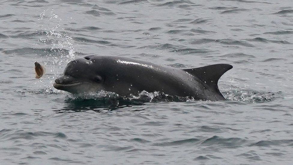 A dolphin flicks up a small flat fish at the mouth of the Tyne at Tynemouth on the North East coast. Picture date: Tuesday June 14, 2022.