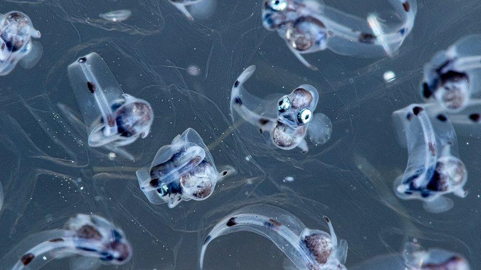 yellow goosefish eggs.