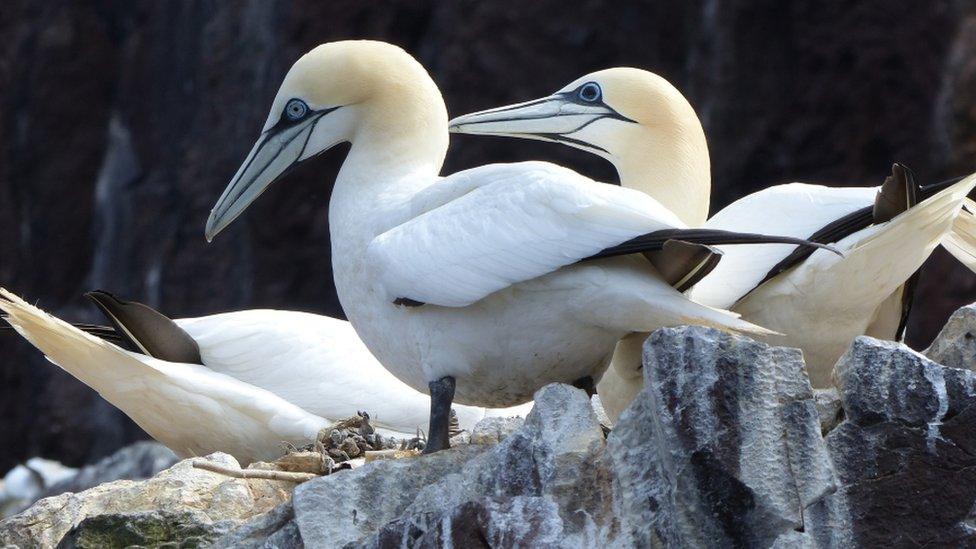 Gannet on Bass Rock