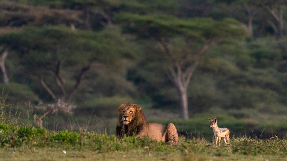 Ndutu Conservation Area, Serengeti, Tanzania.