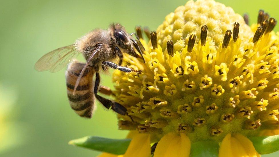 Bee on coneflower