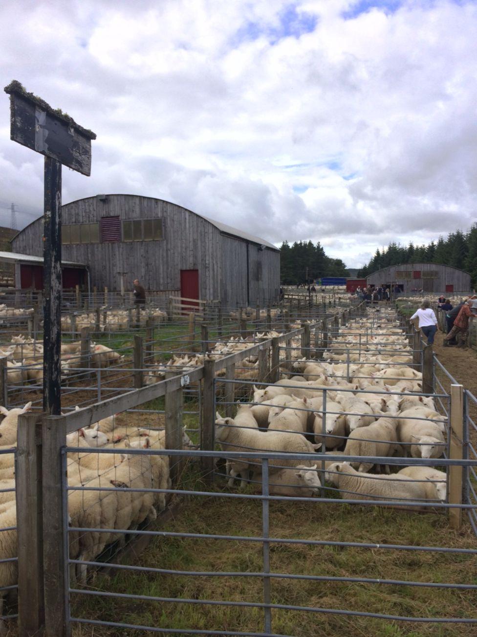 Lairg sheep sales