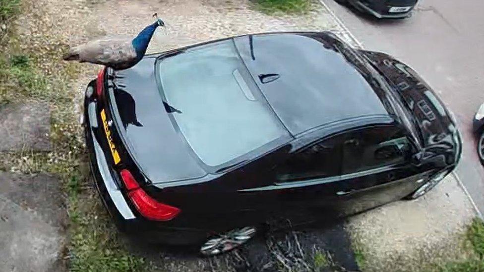 A peacock was filmed damaging a car in the village of Finningley, Doncaster