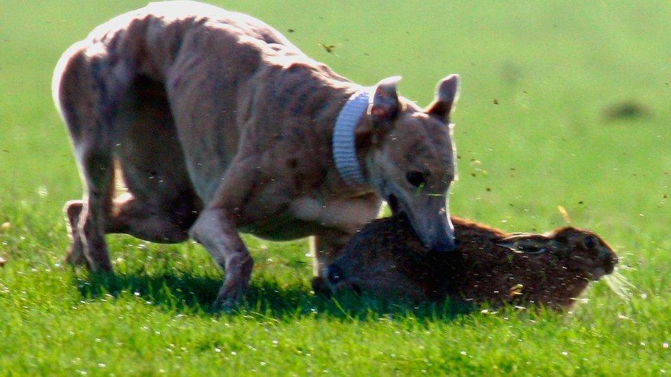 Greyhound capturing a hare