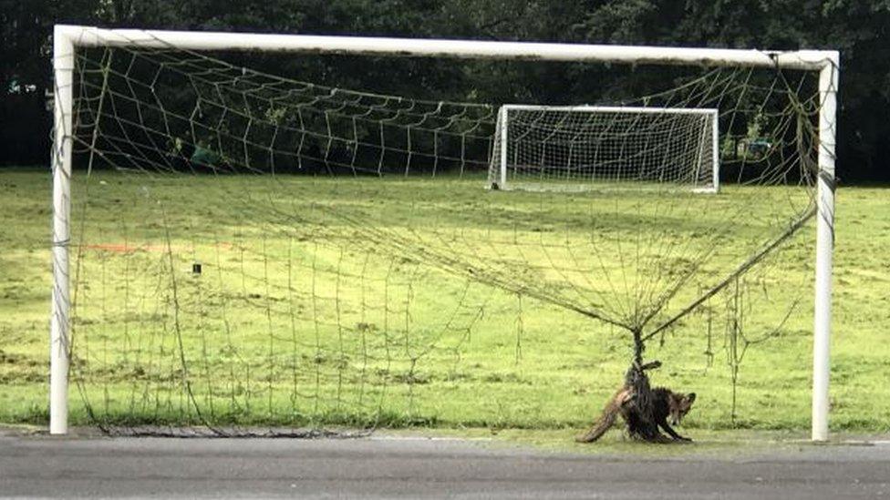 Fox stuck in netting