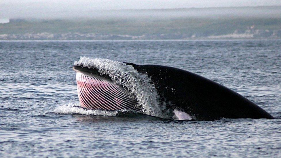 Minke whale