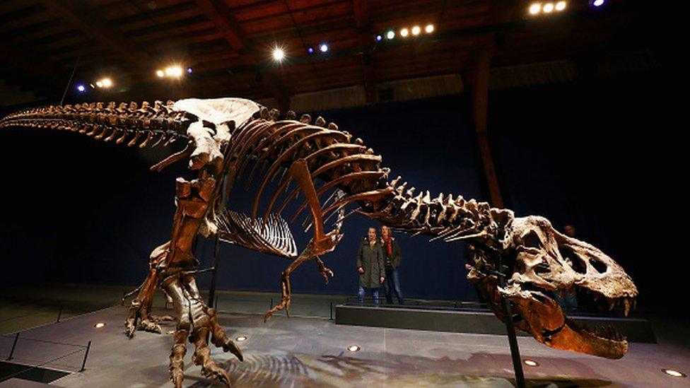 The skeleton of a Tyrannosaurus rex on display at the Natural History Museum of Leiden