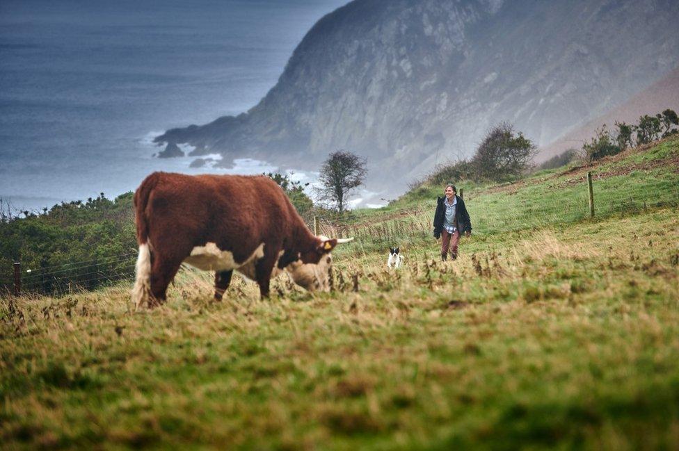 Liz mewn cae ar yr arfordir gyda buwch ym mlaen y llun