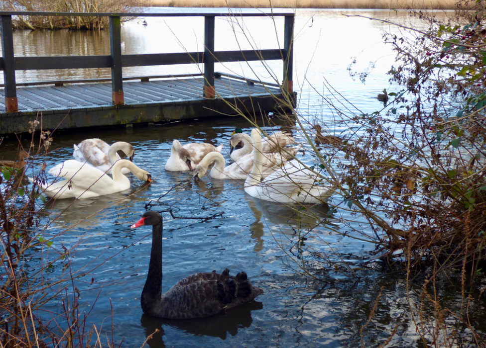 Spot the odd one out - these swans were captured on camera by Weather Watcher Carolyn's pics