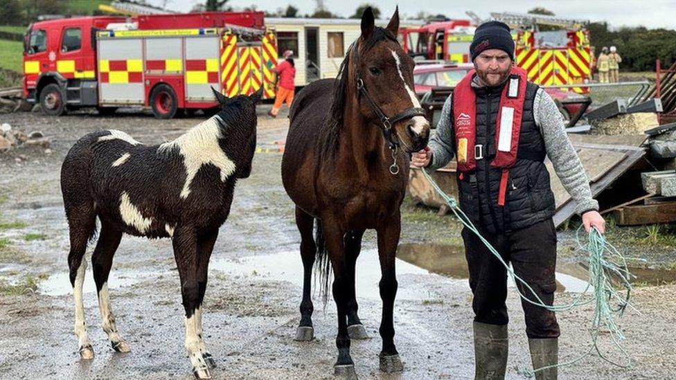 Horses being guided to safety by a member of the rescue team