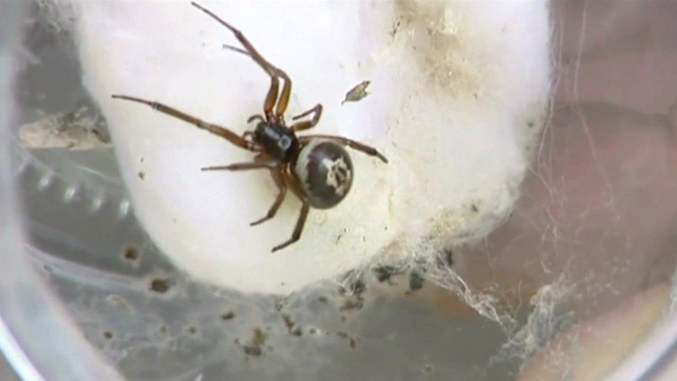 false widow spider