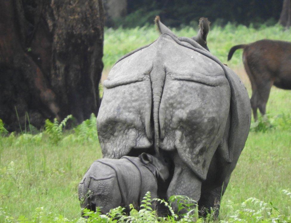 A mother rhino with her calf