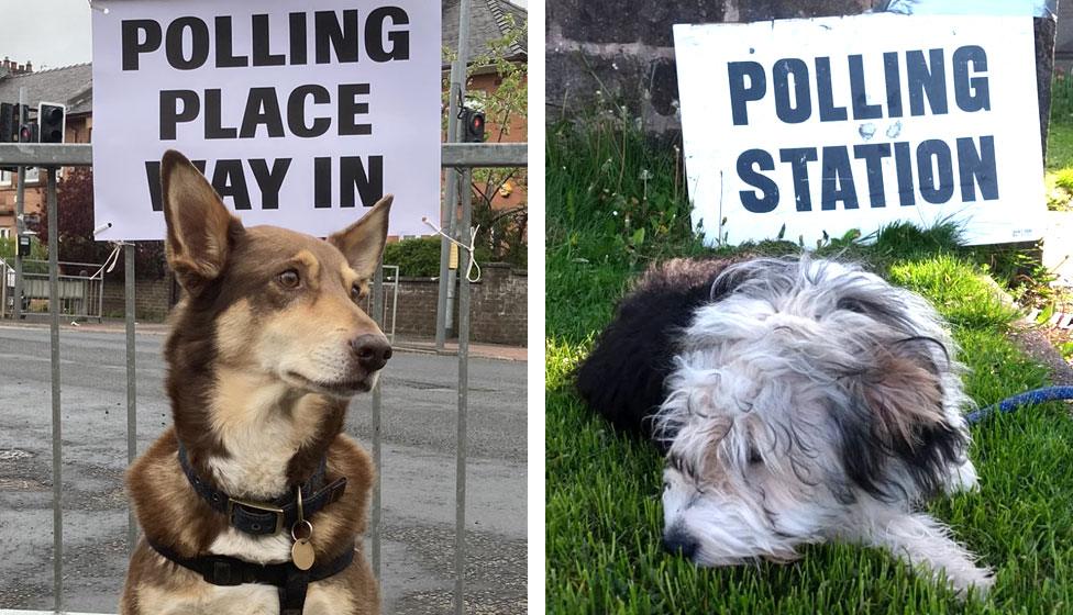 Two dogs pose next to polling station signs in