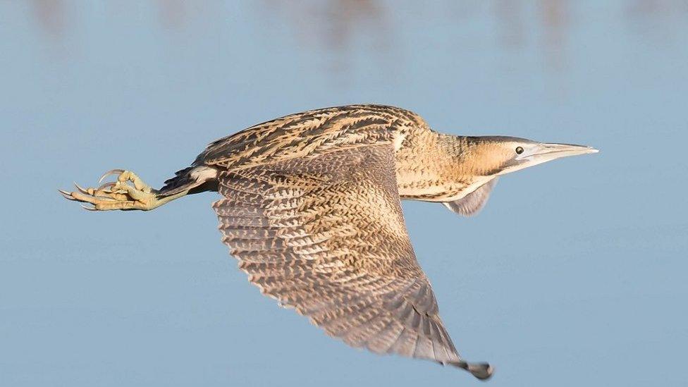 A bittern in flight